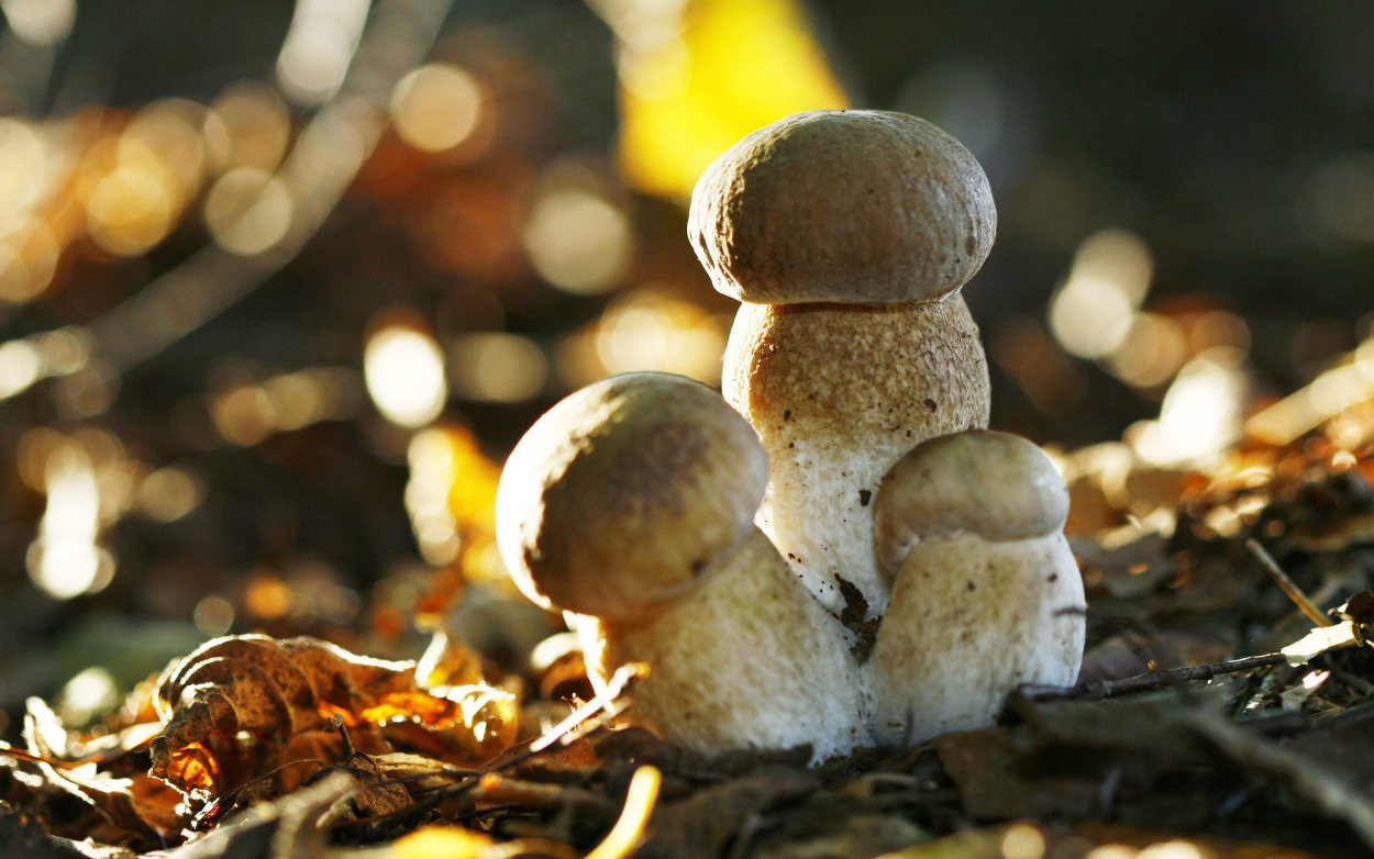 Грибы заставка