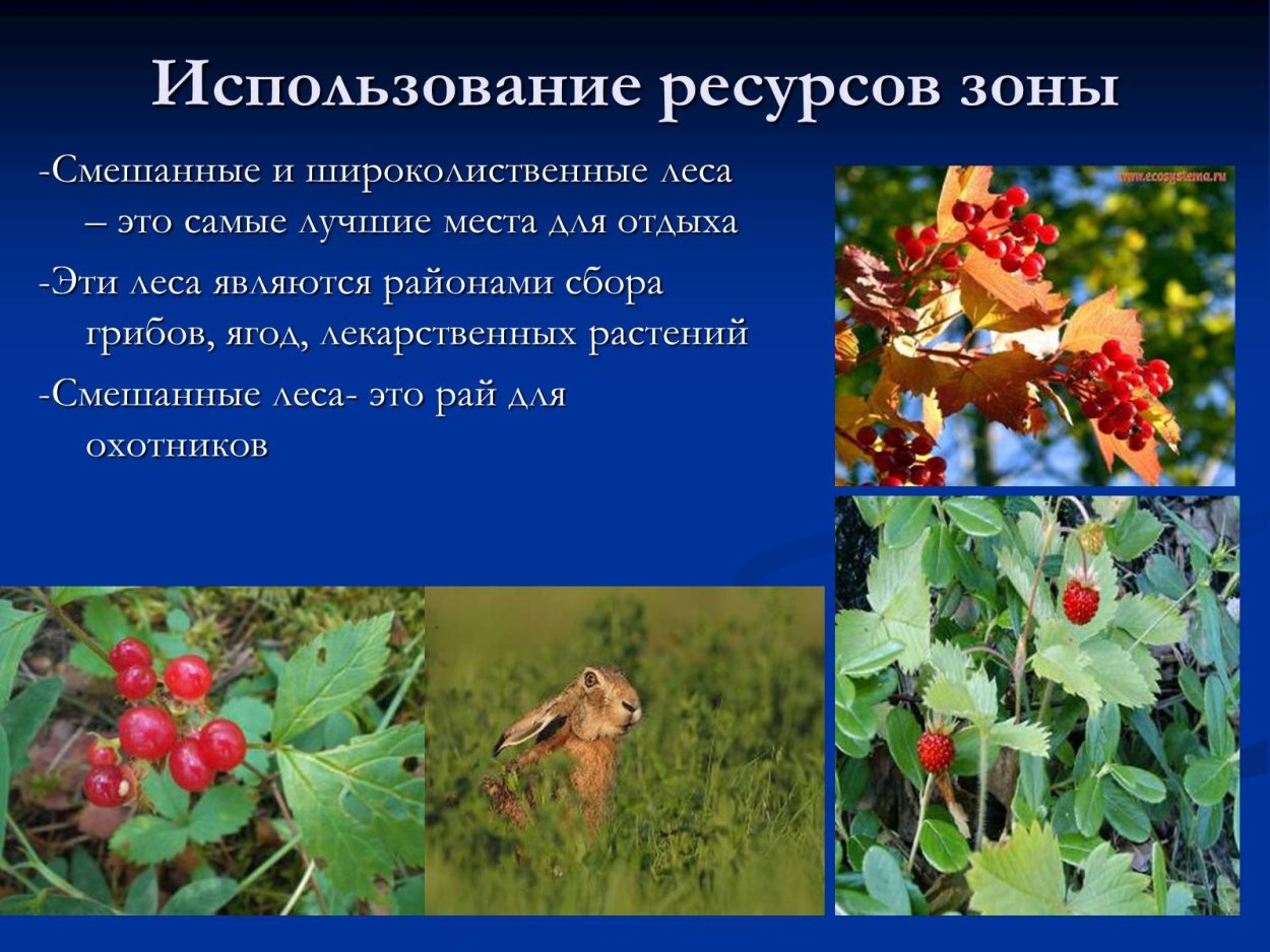 Растения смешанных и широколиственных лесов