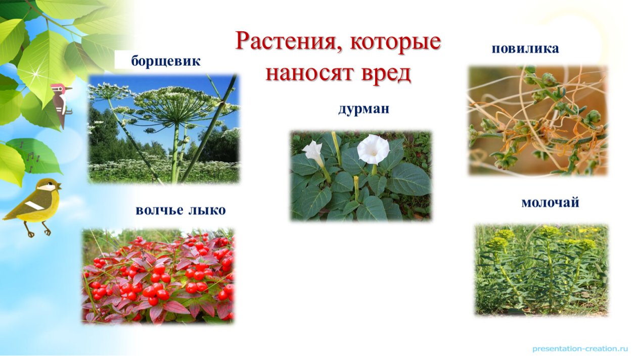 Какие растения