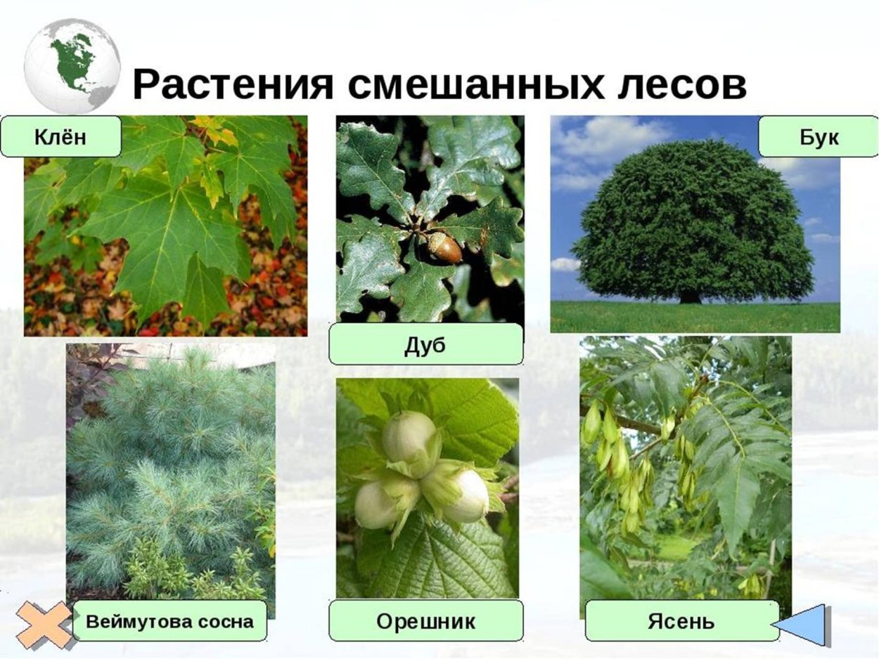 Широуолисвенный Ле срастения