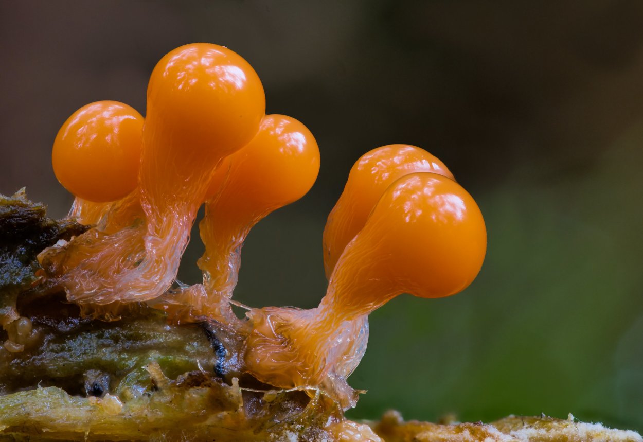 Склизкие грибы