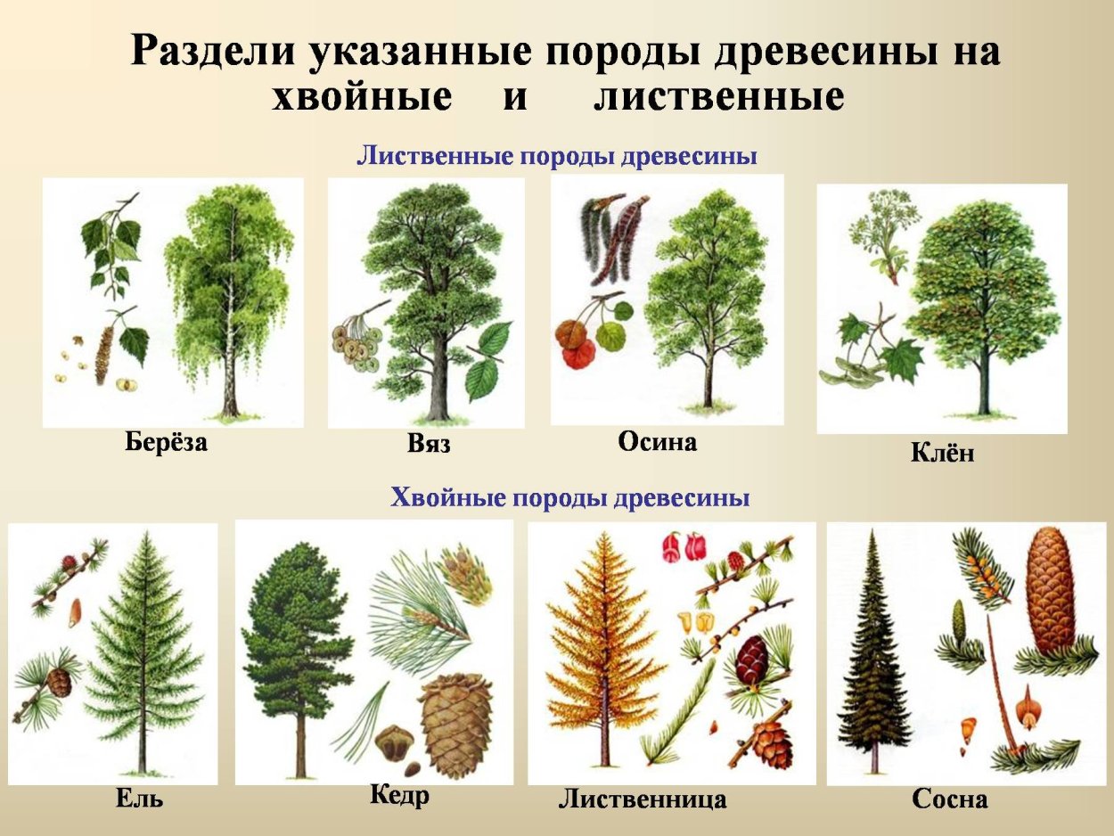 Хвойные деревья и лиственные деревья