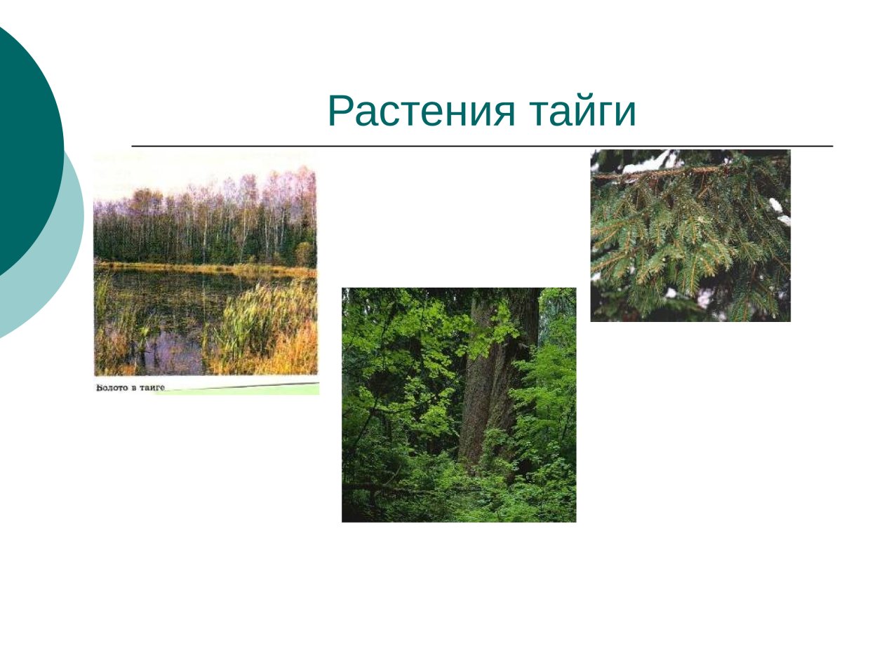 Приспособления растительности в тайге