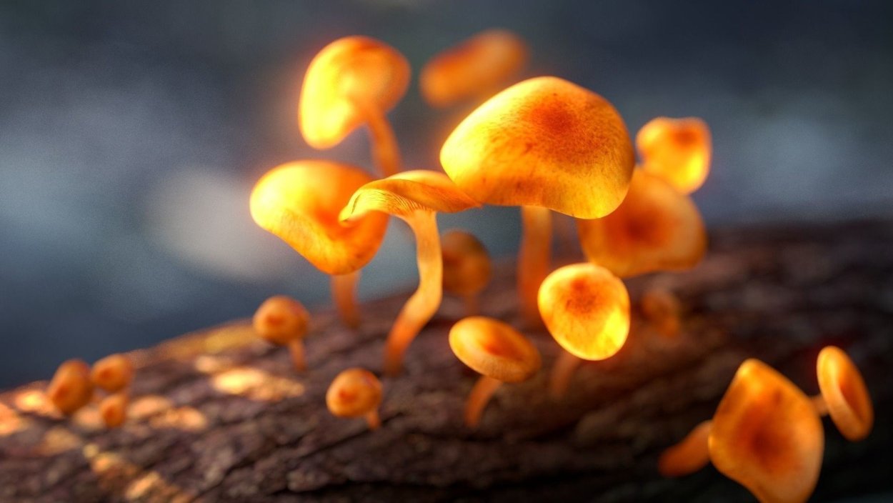 Волшебные грибы