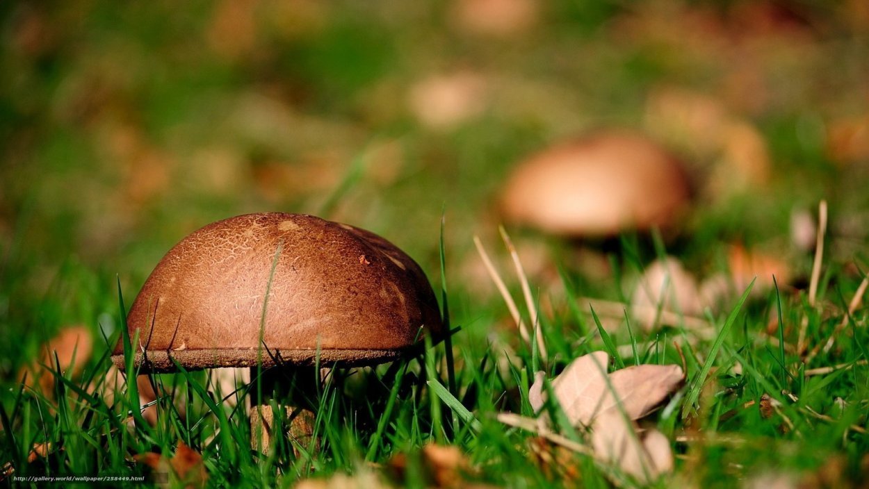 Фон грибная Полянка