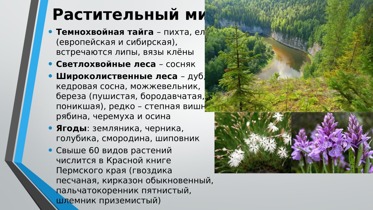Темнохвойная Тайга в Кузбассе