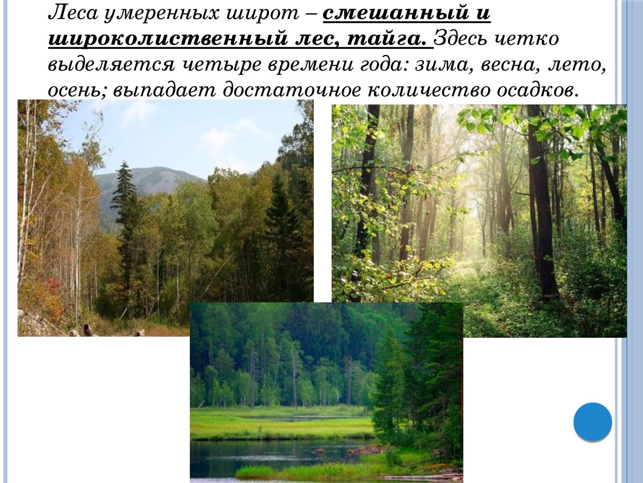 Зона лесов Тайга смешанные леса широколиственные