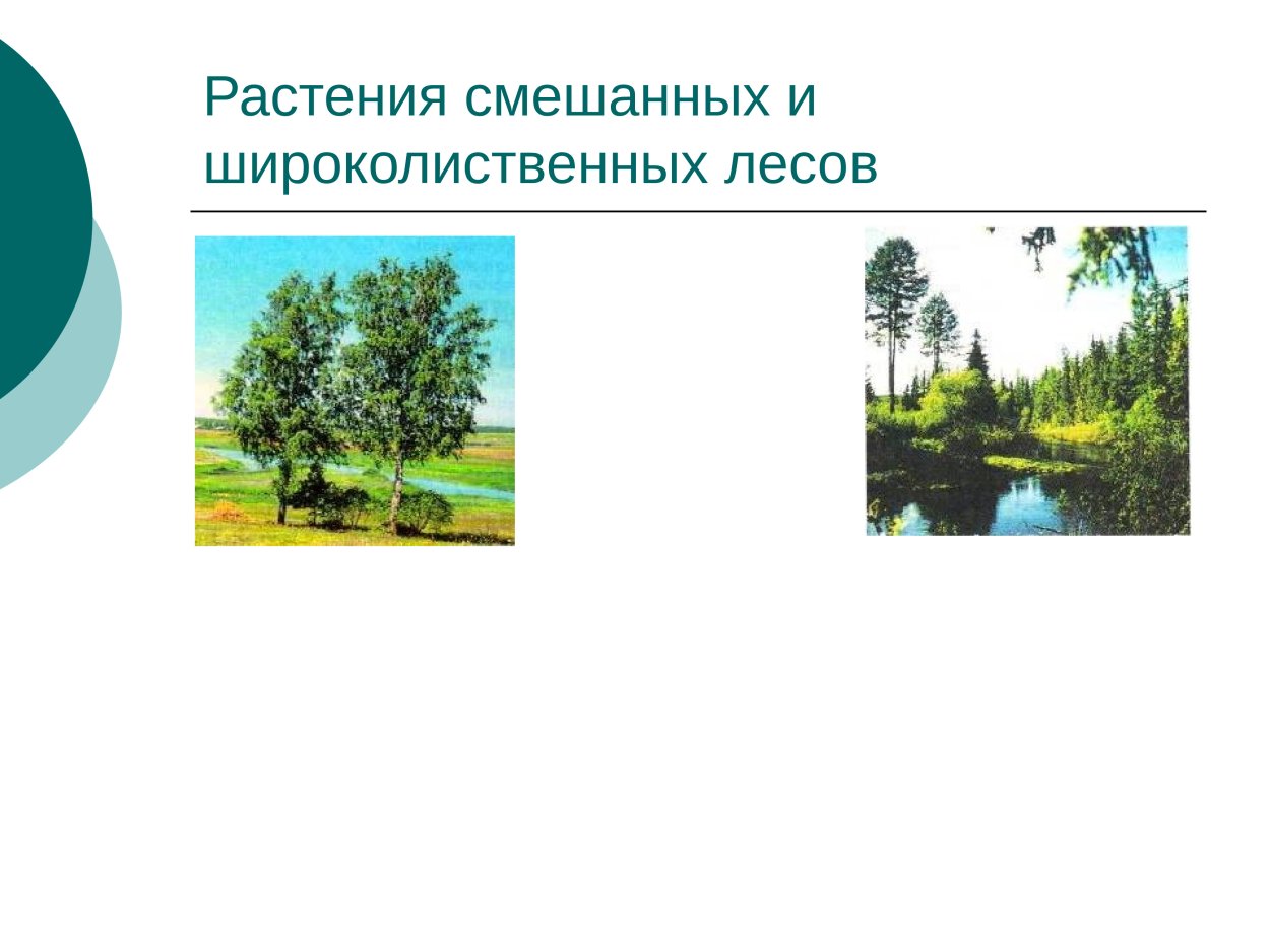 Приспособление растительности широколиственных лесов