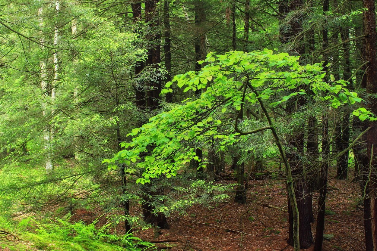 Влаголюбивые растения в широколиственных лесах