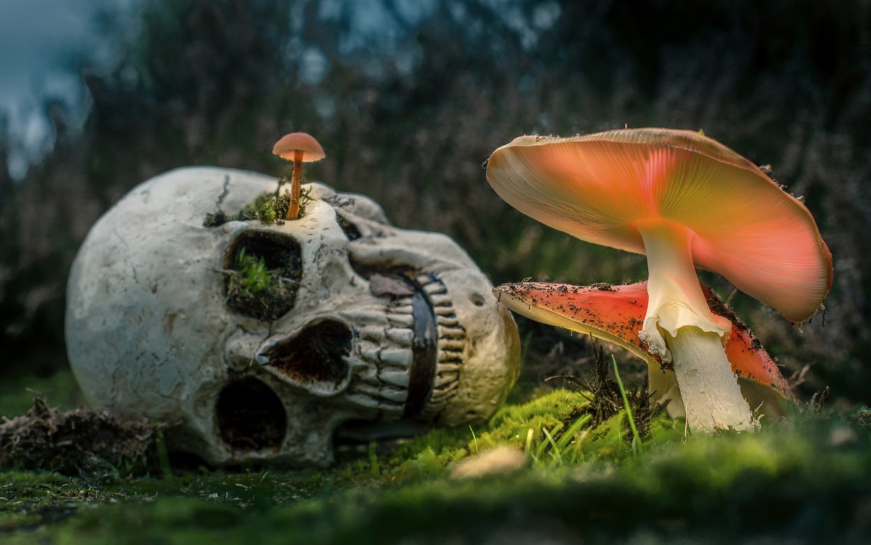 Гриб Amanita Jackson