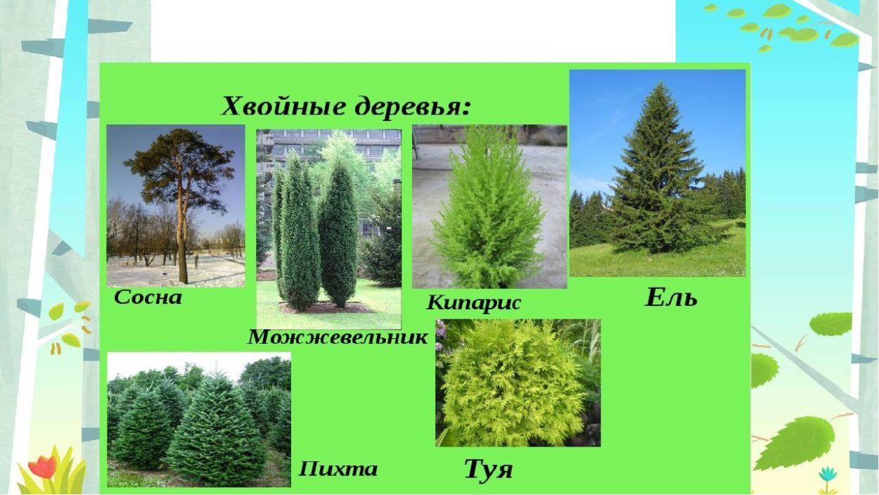 Туя пихта ель лиственница