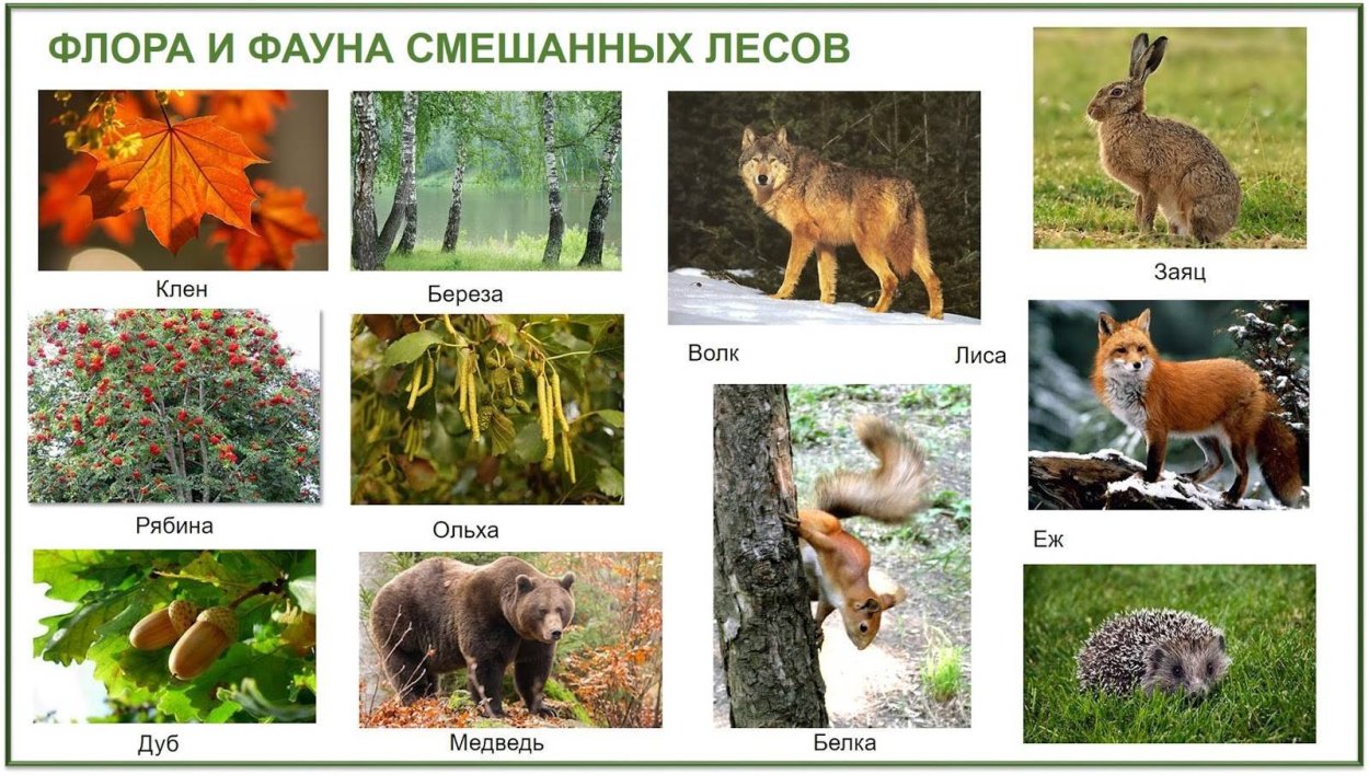 Смешанные и широколиственные леса Флора и фауна
