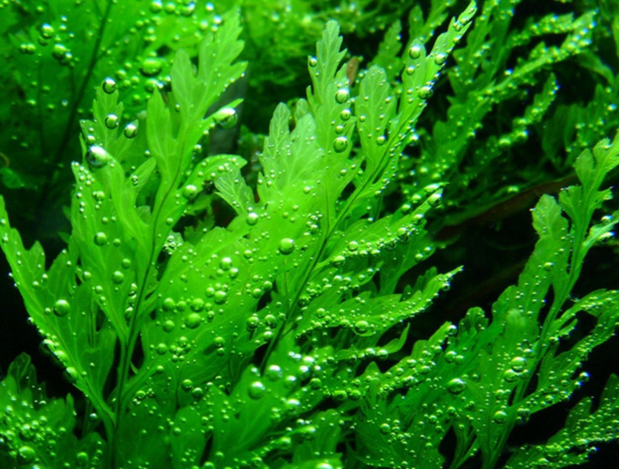 Папоротник Болбитис "Baby Leaf"