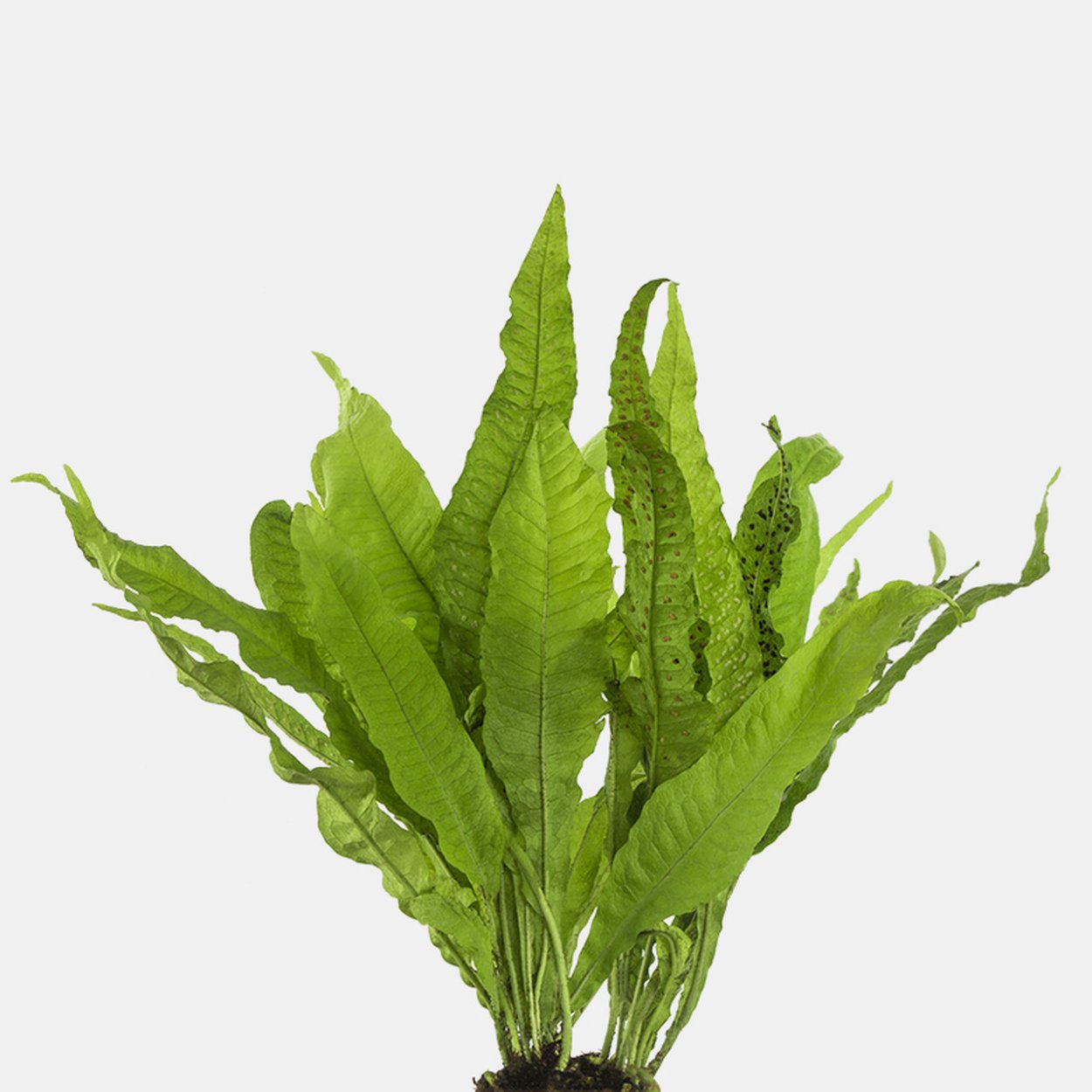Bolbitis SP. Buea