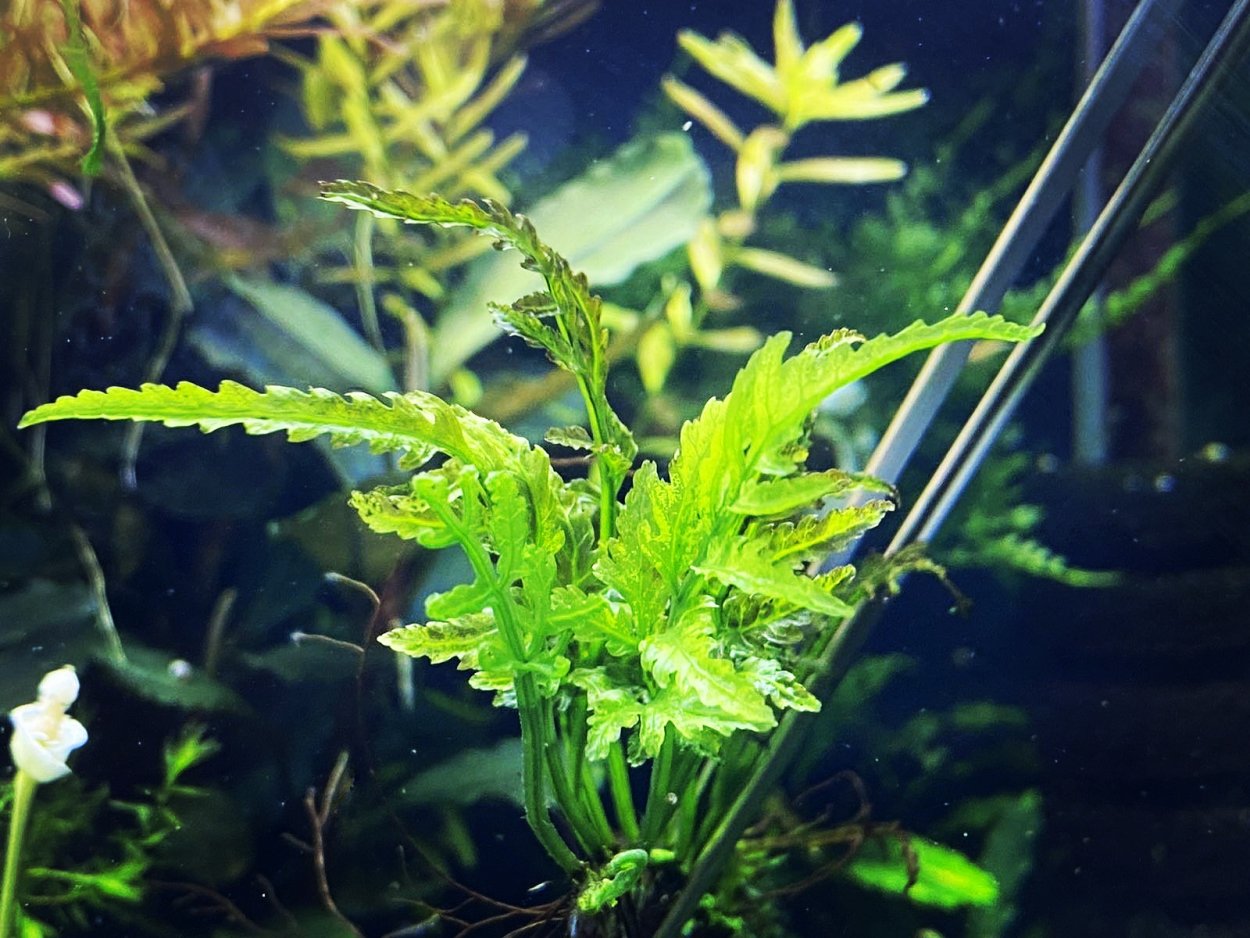 Папоротник Microsorum Minor