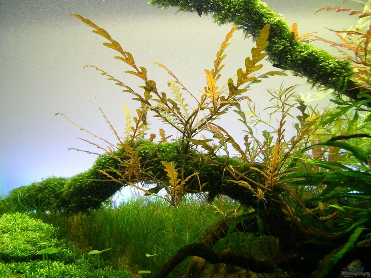 Hymenophyllaceae SP