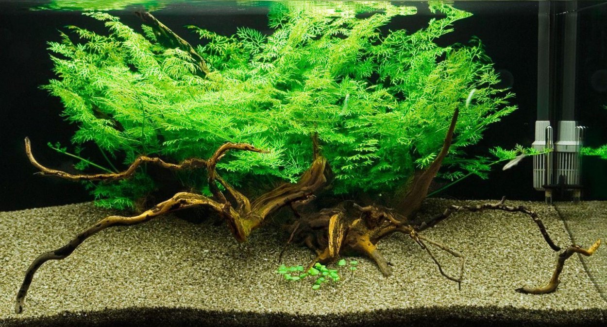 Папоротник таиландский (Microsorum Pteropus)