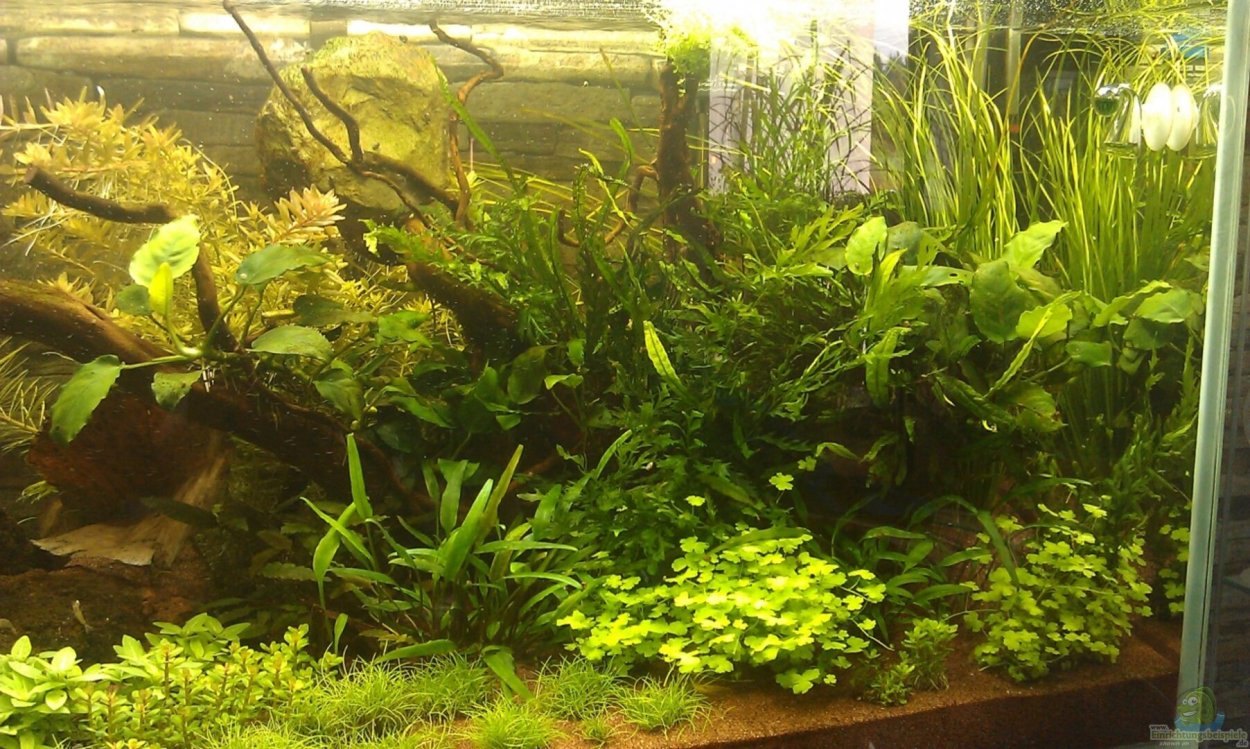 Папоротник таиландский (Microsorum Pteropus)
