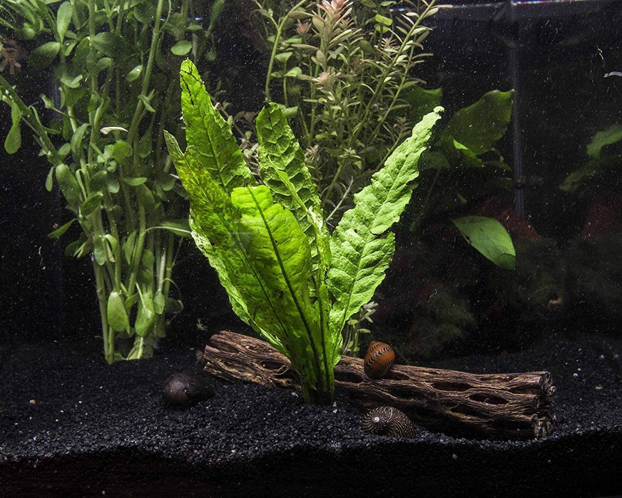 Папоротник Bolbitis SP Kidapawan