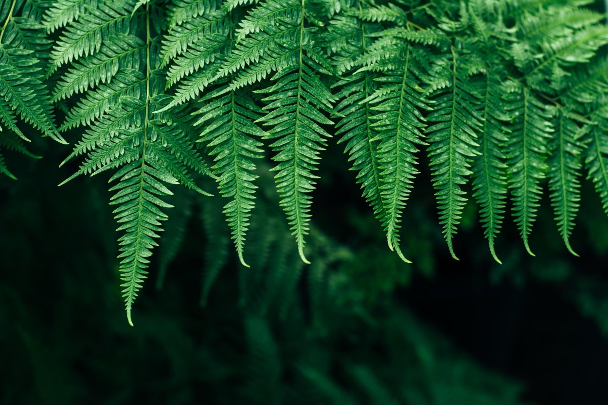 Щитовник родственный dryopteris affinis