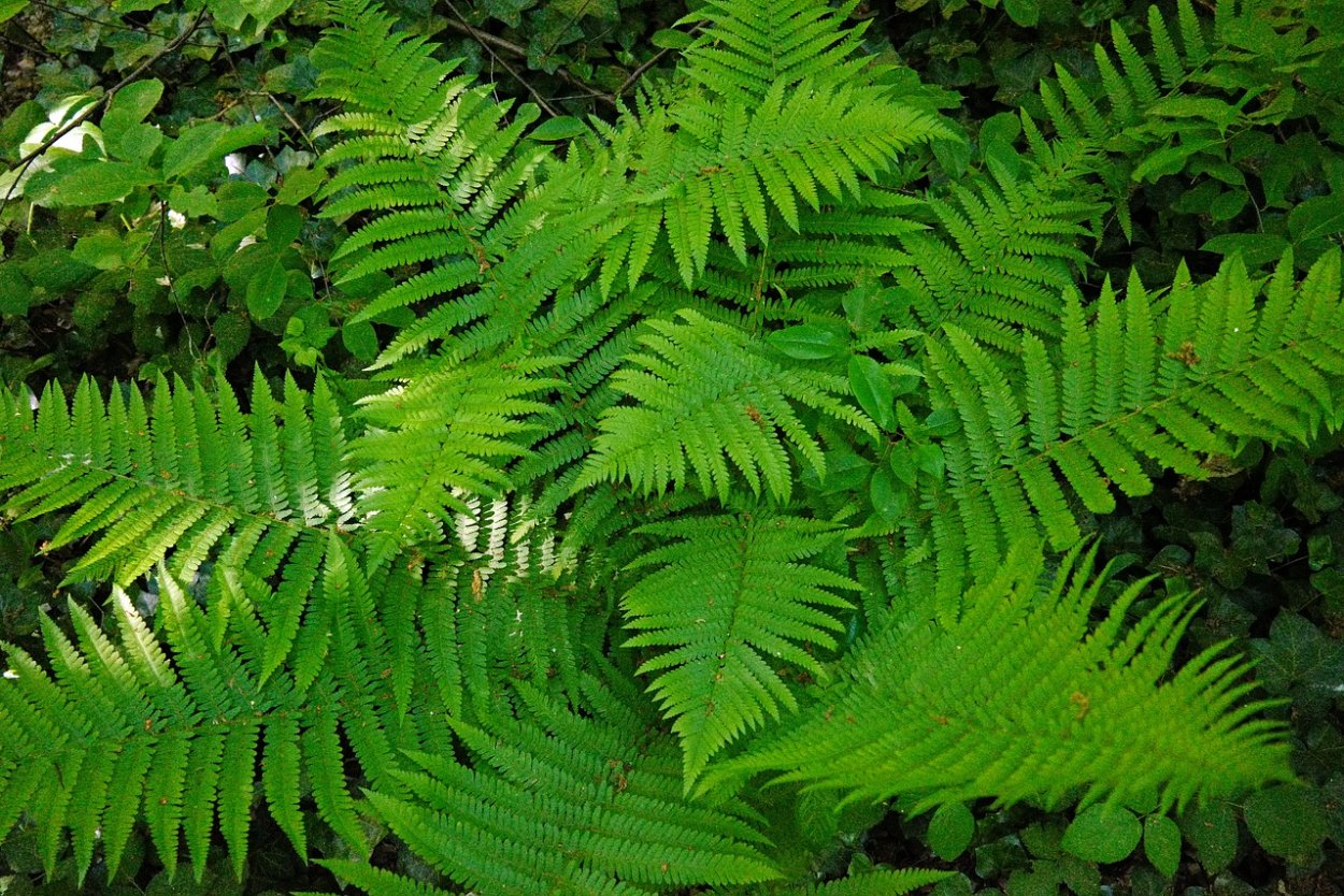 Папоротник Лесной(орляк)