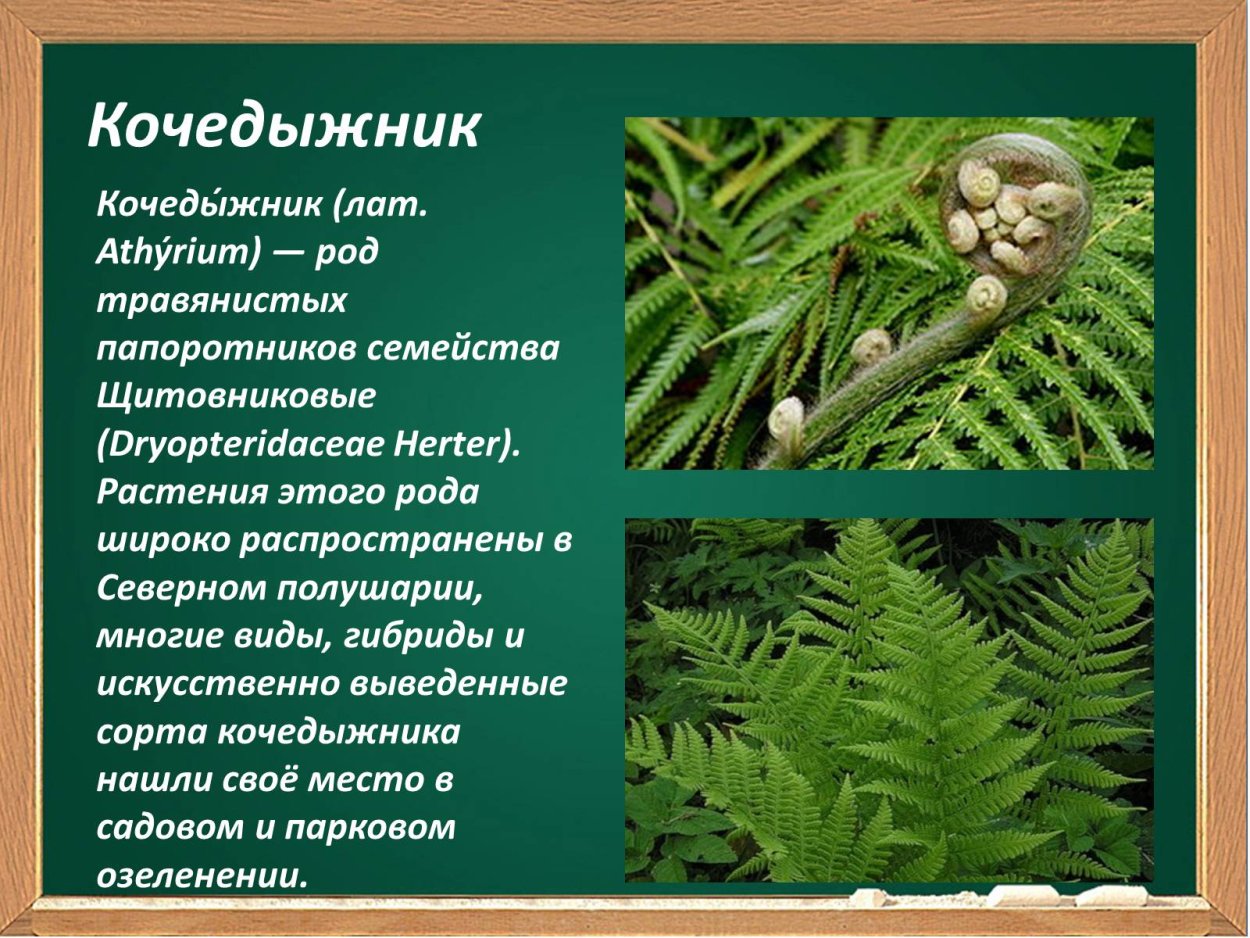 Папоротник 4к