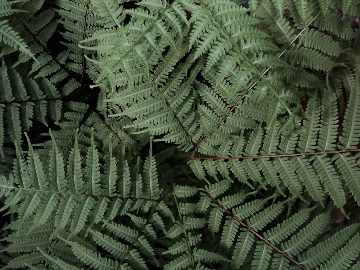 Папоротник (Polypodiophyta)