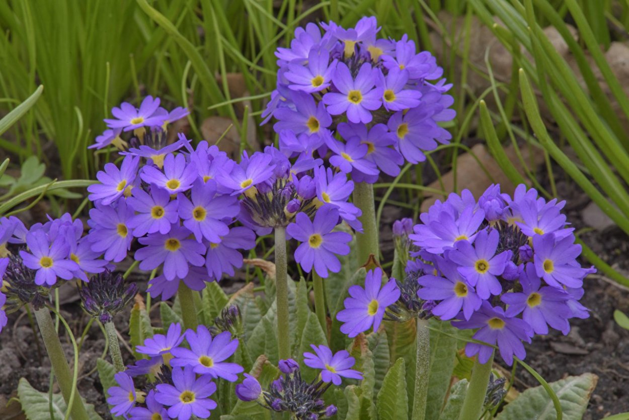 Примула Violet