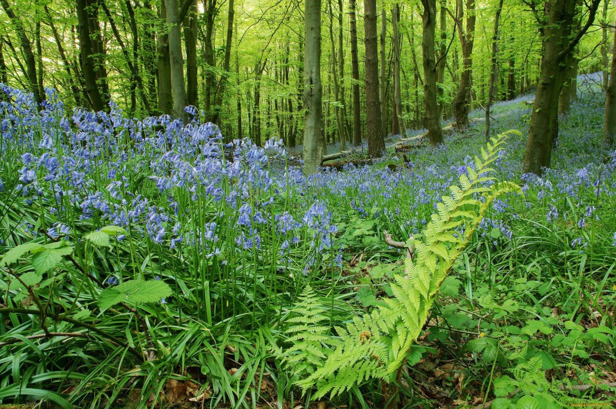 Папоротник Bluebell
