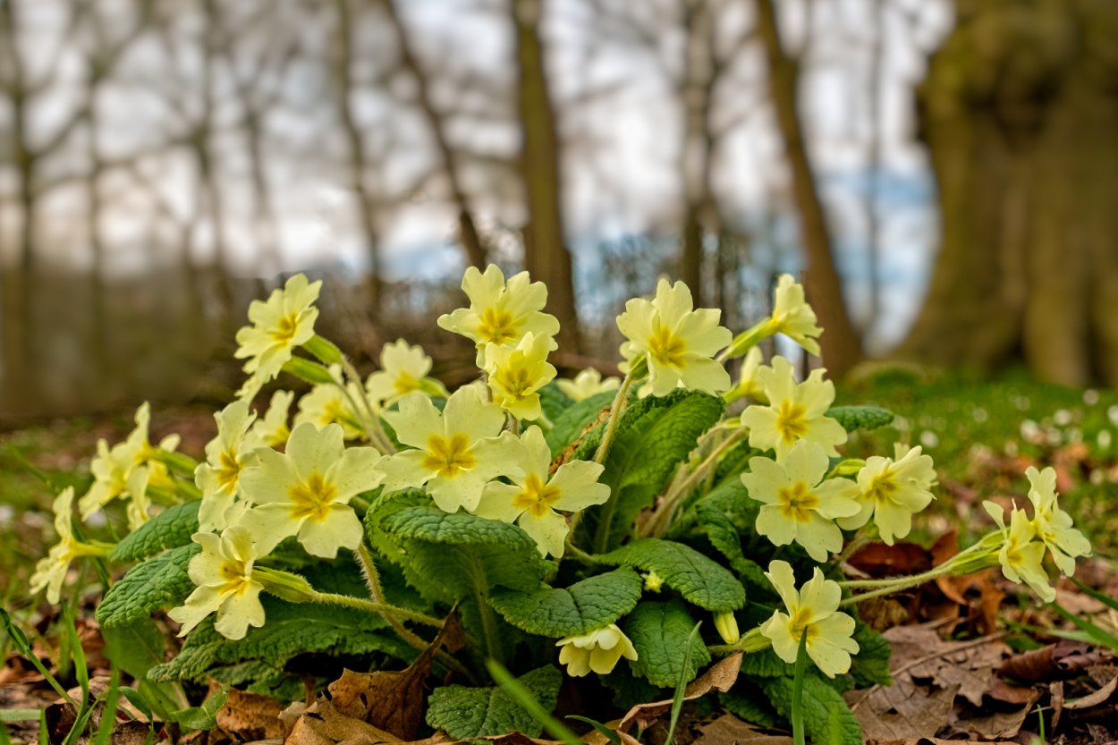 Примула Максимовича Primula maximowiczii