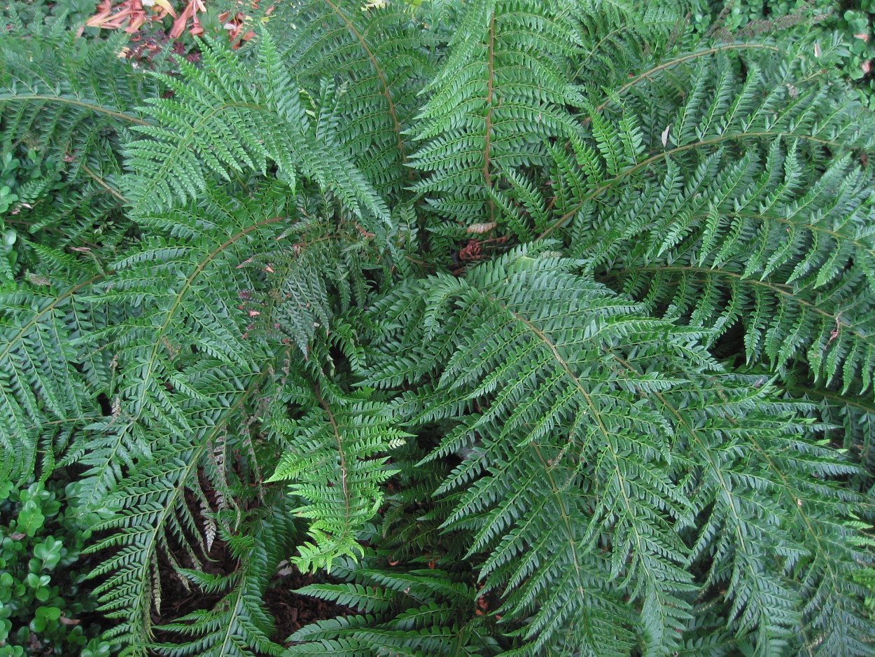 Polystichum lobatum