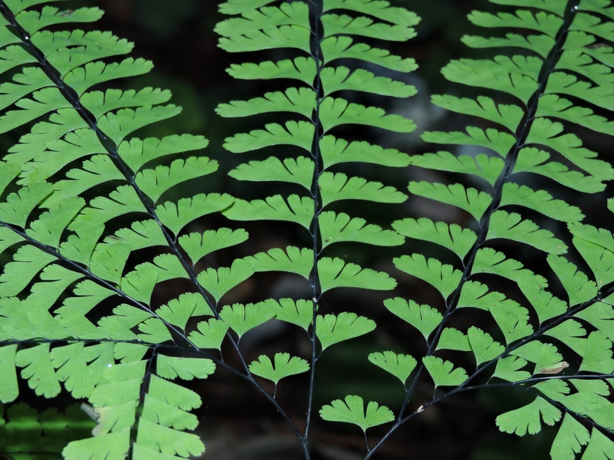 Адиантум стоповидный (Adiantum pedatum)
