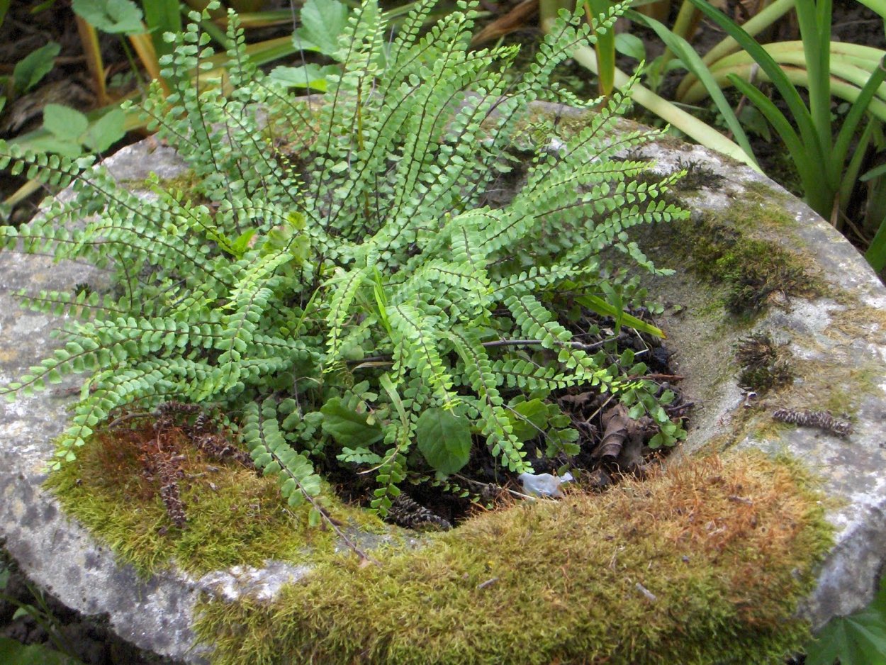 Асплениум волосовидный (Asplenium trichomanes)