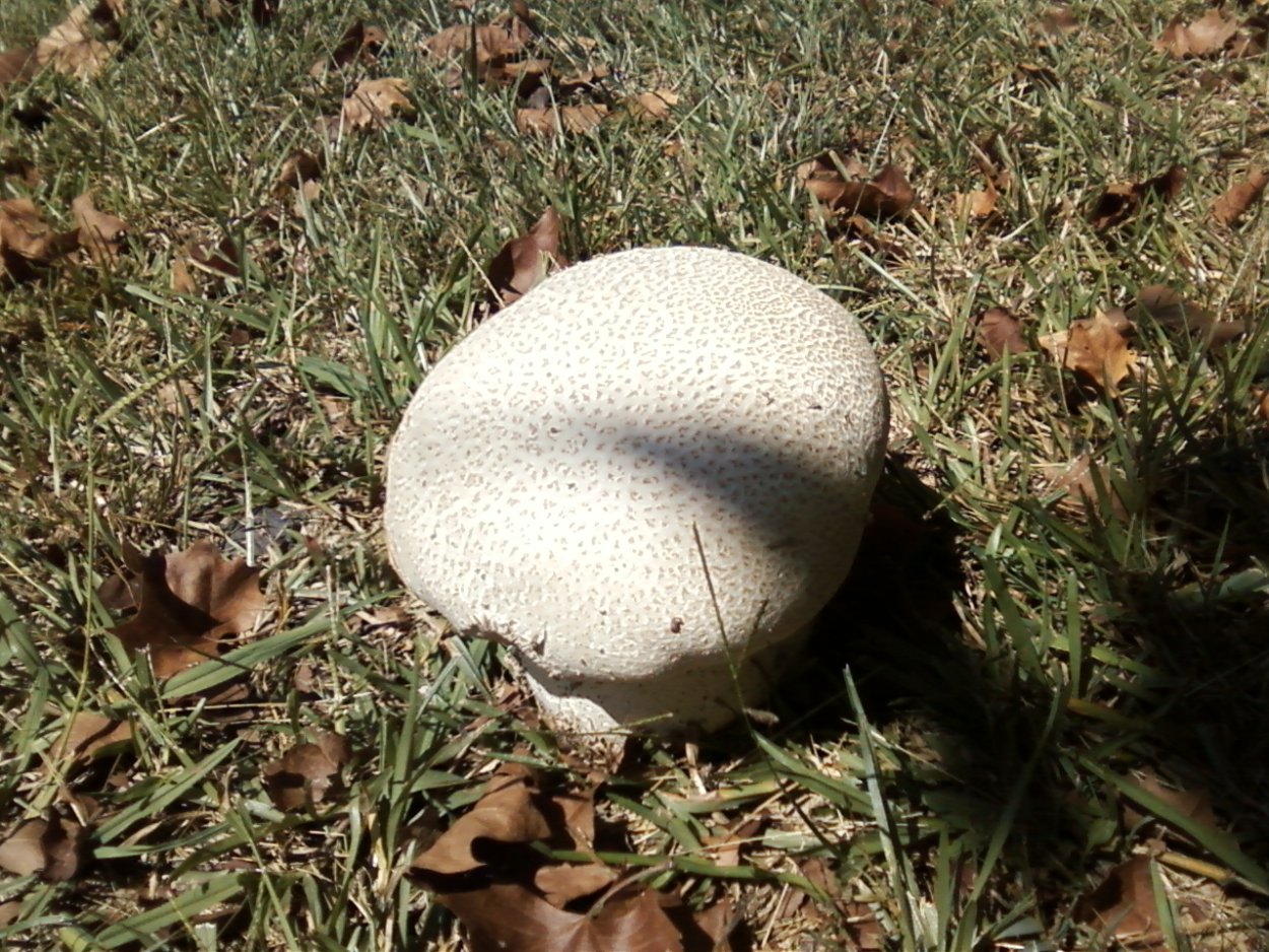 Tricholoma murrillianum