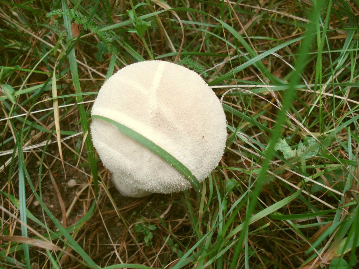 Белый круглый гриб