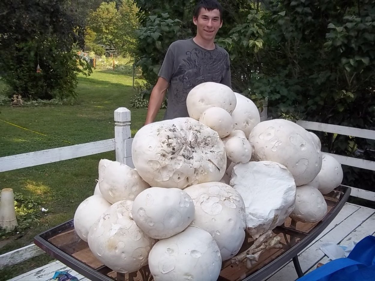 Calvatia utriformis (ГОЛОВАЧ мешковатый)