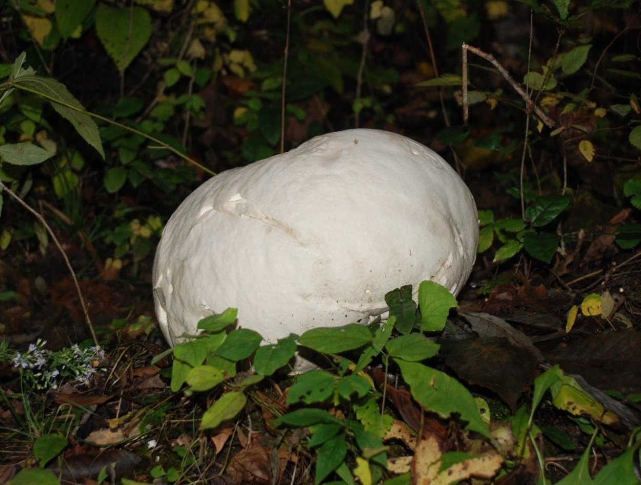 Гриб Calvatia gigantea
