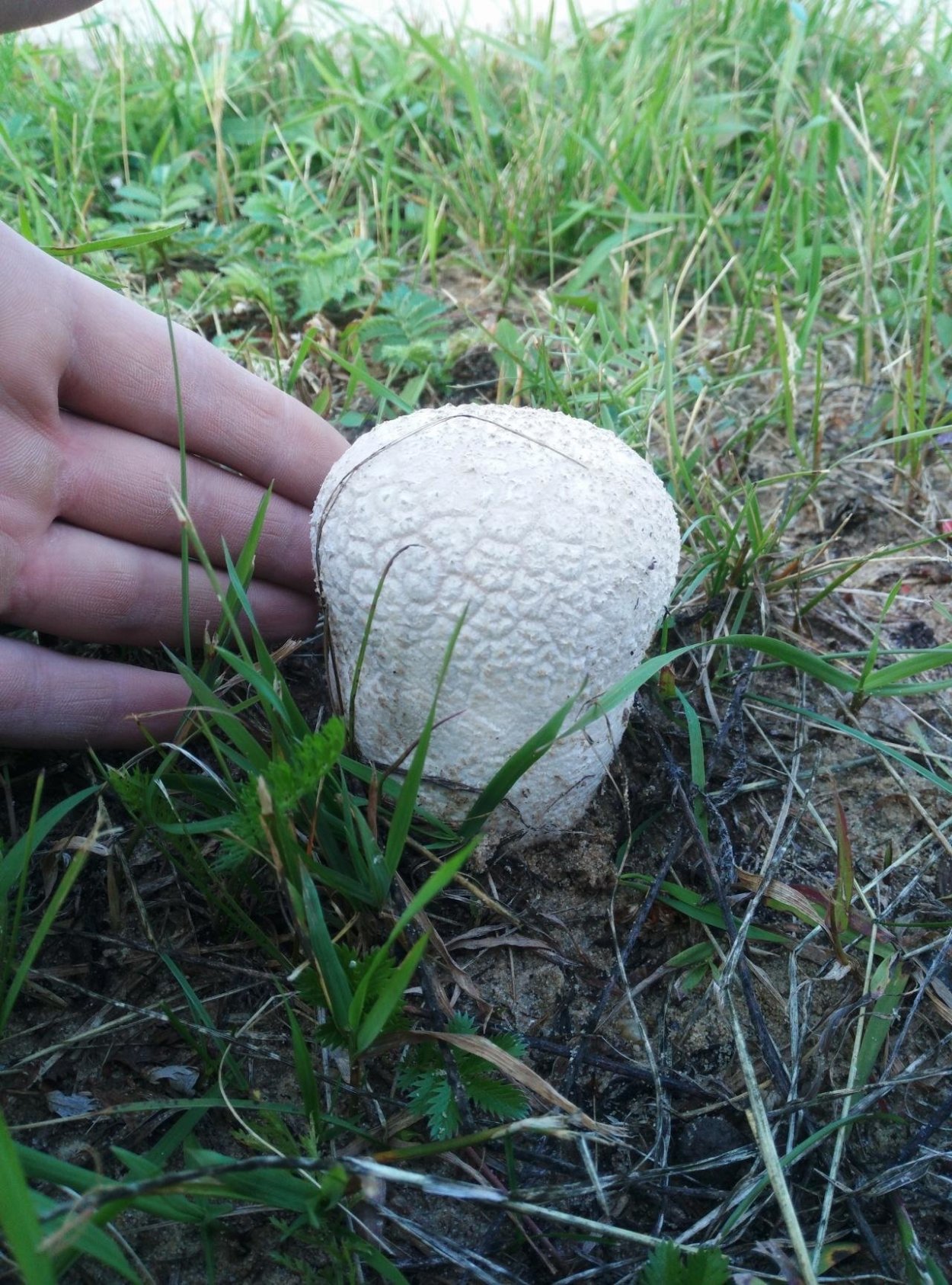 Гриб Calvatia gigantea