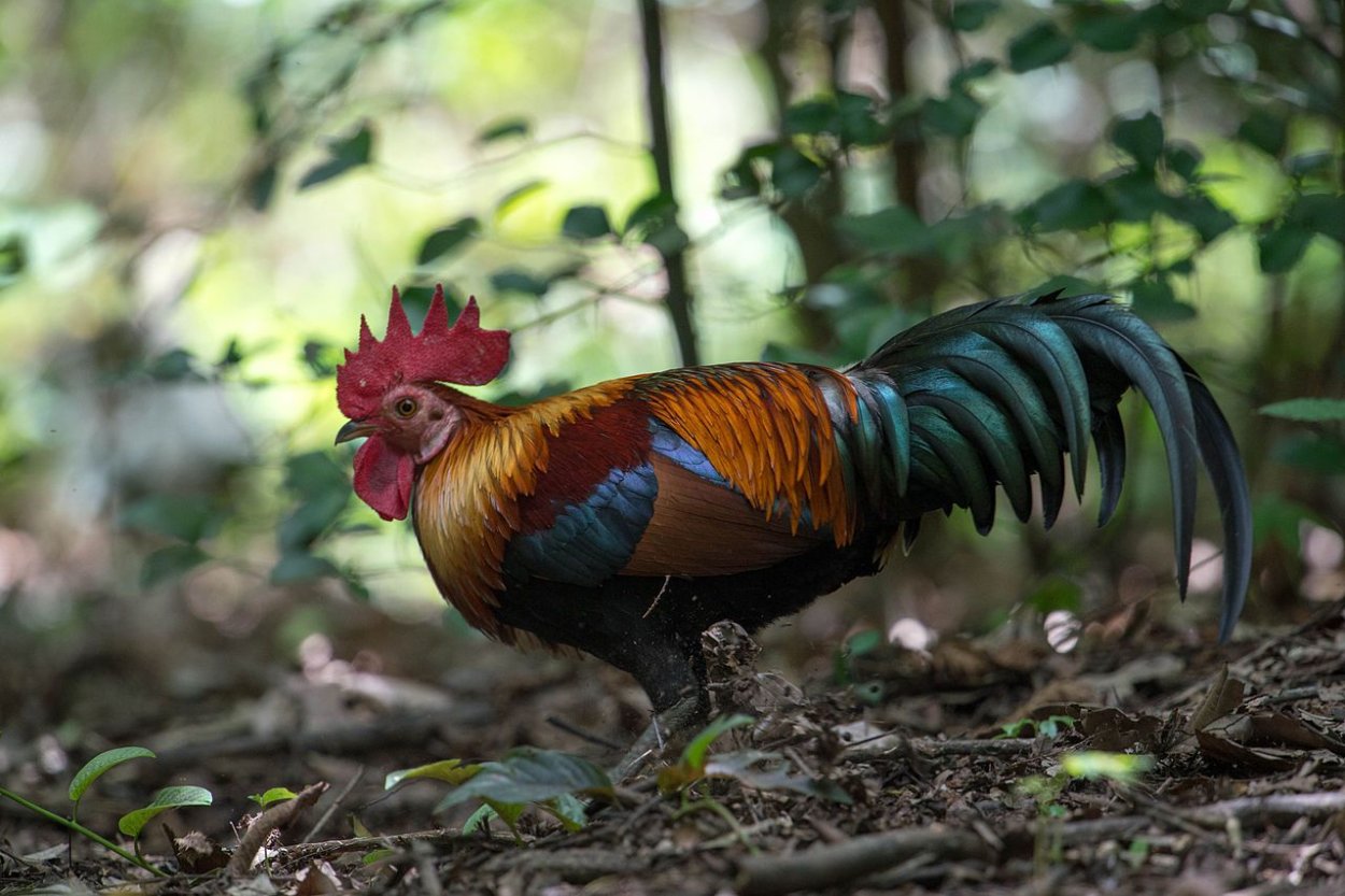 Банкивские куры (Gallus Gallus).