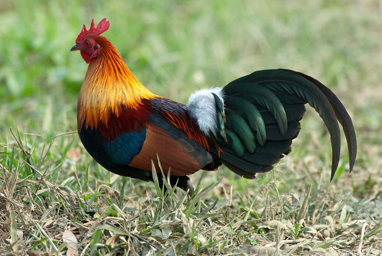 Gallus Bankiva