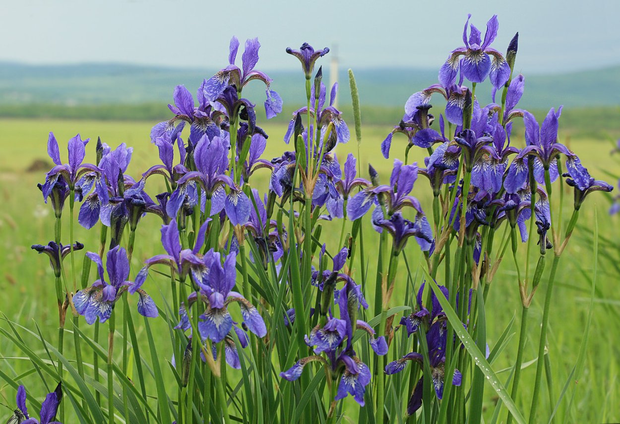 Касатик (Ирис) безлистный