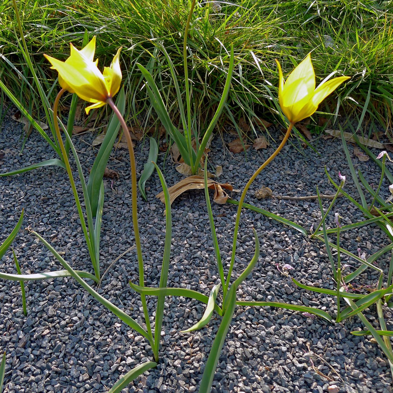 Тюльпан Лесной Tulipa Sylvestris