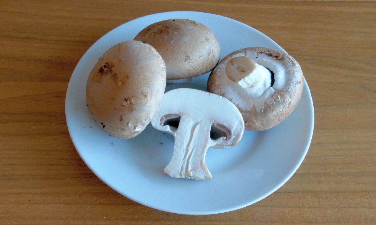 Шампиньон двуспоровый