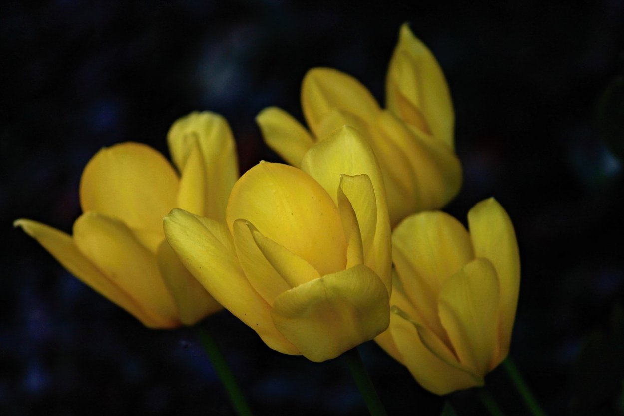 Тюльпан Yellow Blossom'