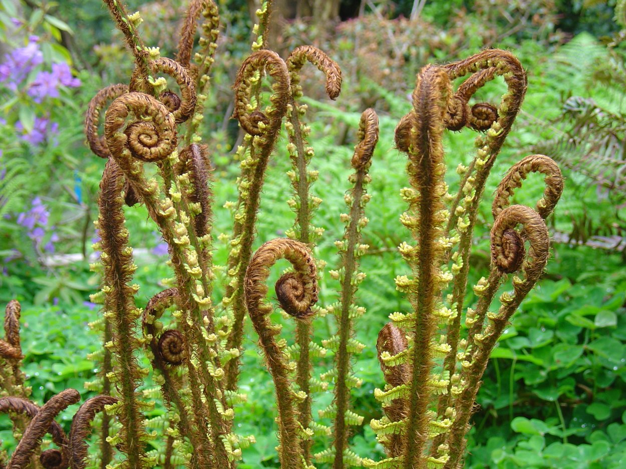 Щитовник гребенчатый - dryopteris cristata
