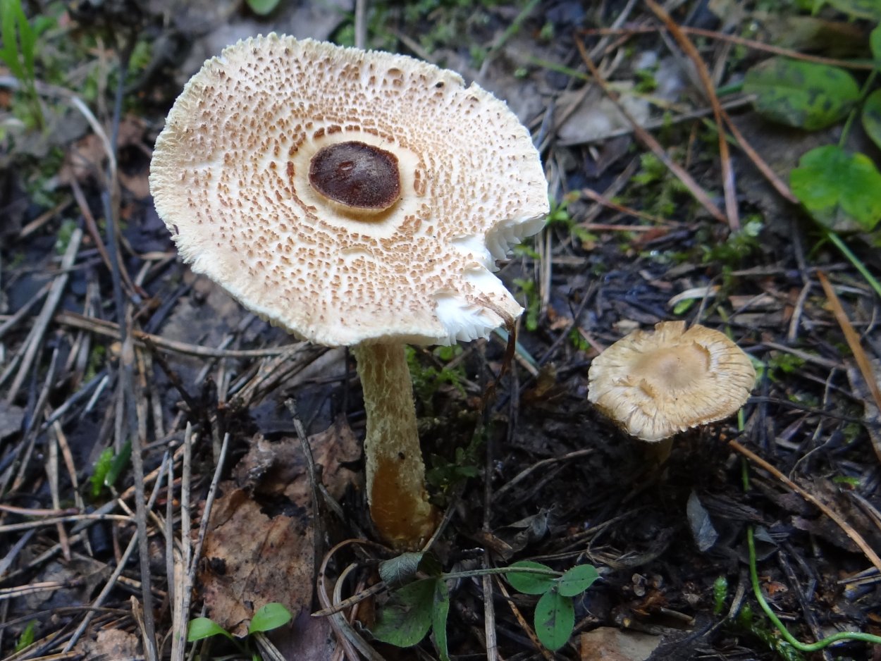 Lepiota в комнатных цветах