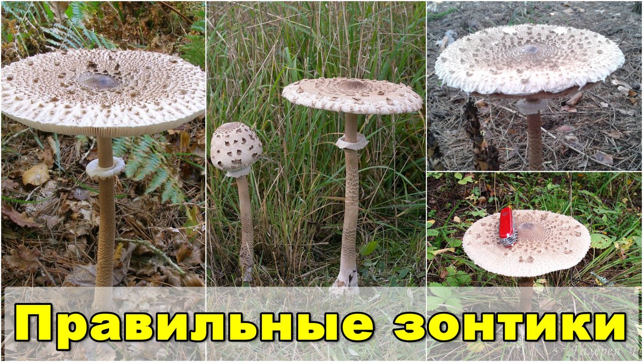 Лепиота горностаевая
