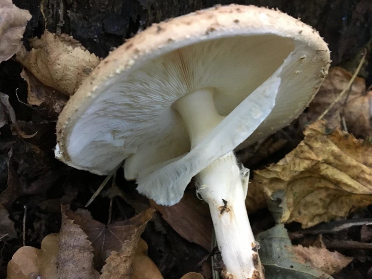 Лепиота Каштановая Lepiota Castanea
