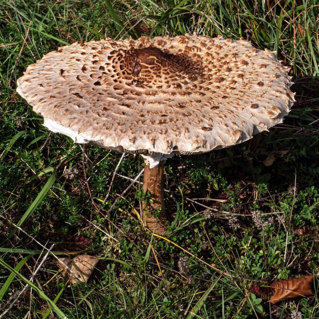 Leucoagaricus americanus