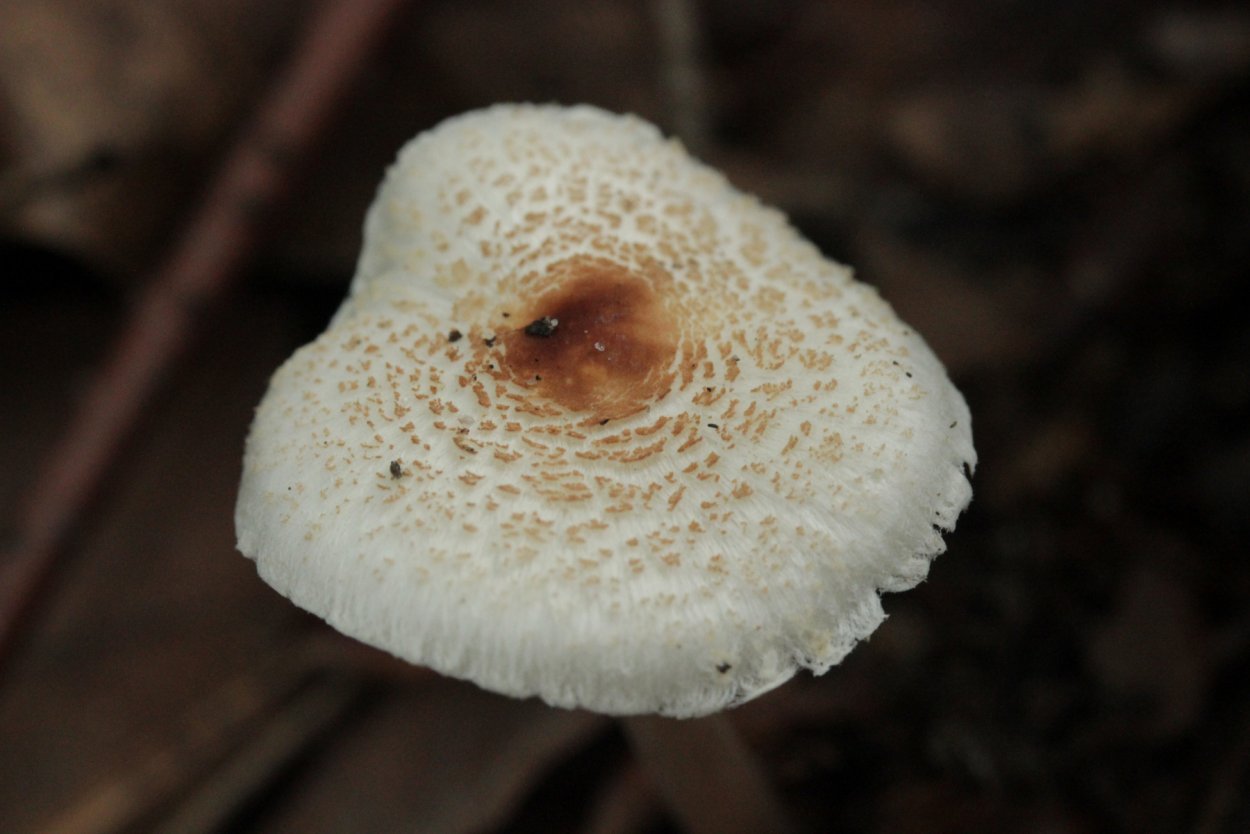 Гриб-зонтик белый Macrolepiota excoriata